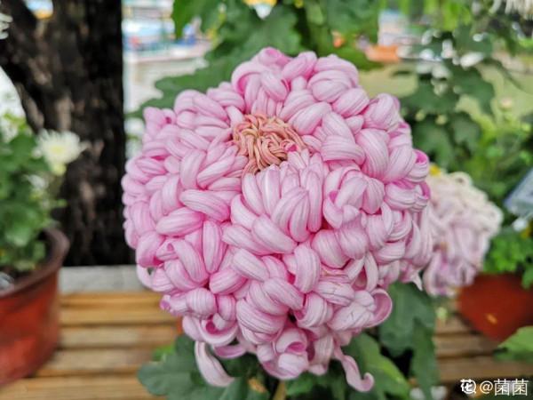 屋裡養盆“香水花”,活脫脫的“活香水”,滿屋香味還特別耐寒 屋裡養盆“香水花”,活脫脫的“活香水”,滿屋香味還特別耐寒