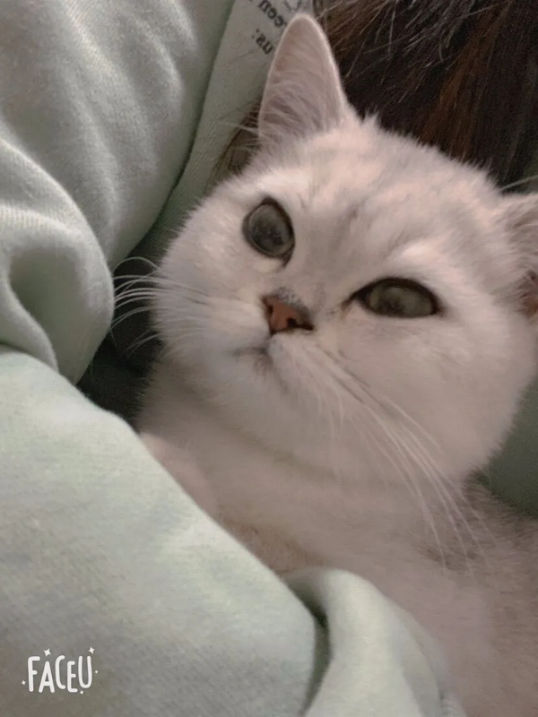 在快要抑鬱的時候，我養了只小貓