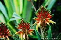 讓人一覺睡到天亮的五種植物