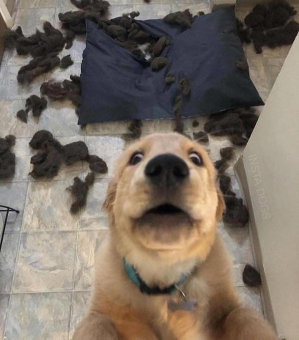 一文告訴你：如何判斷狗狗的年齡，一般看這5個地方就懂了