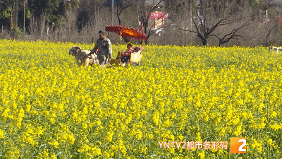 美！金燦燦一大片！油菜花海已上線