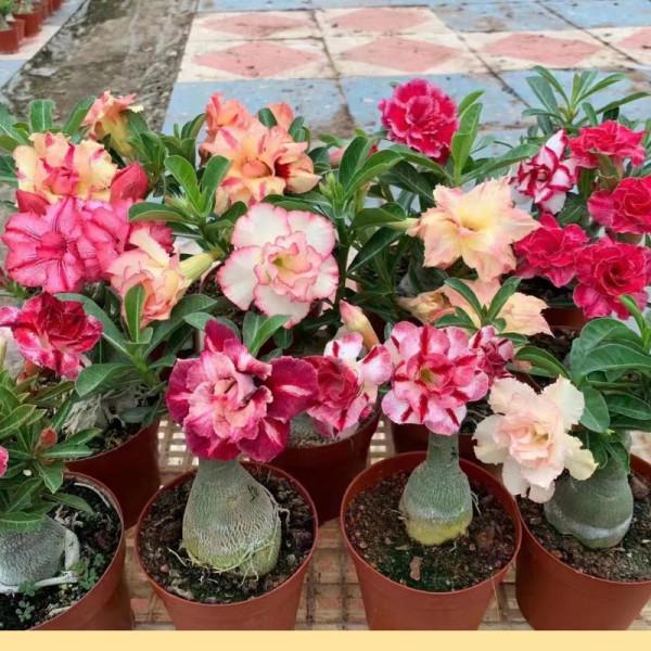 9種“懶人花”，適合小盆養，管得“少”一些，才能多開花