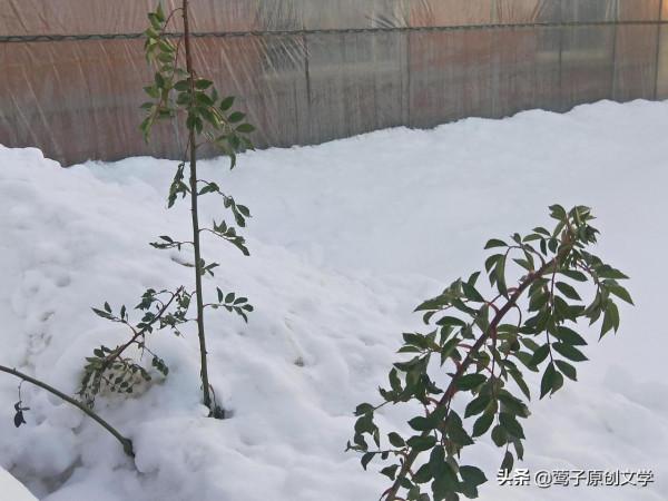 一組關於雪的詩詞——寧自寒時起,何從暖中生 一組關於雪的詩詞——寧自寒時起,何從暖中生