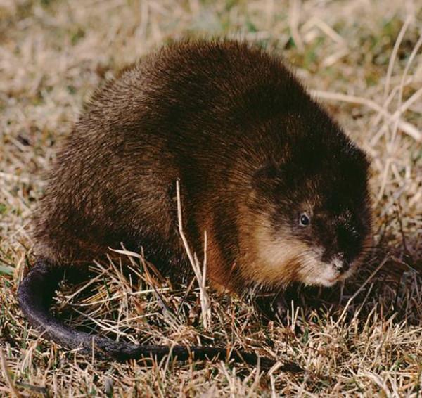 【秀溼地 迎旅盟】溼地裡的&OpenCurlyDoubleQuote;奇珍異獸&rdquo;！