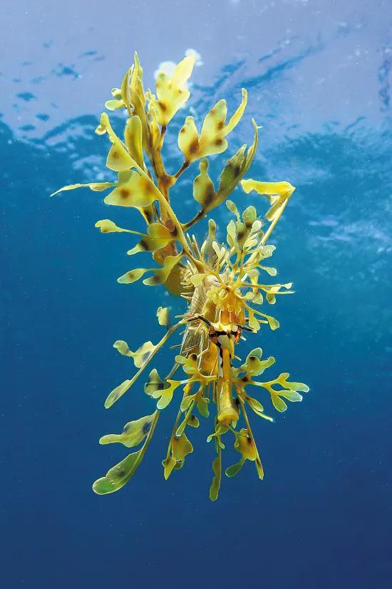 海洋中的大熊貓＿葉海龍