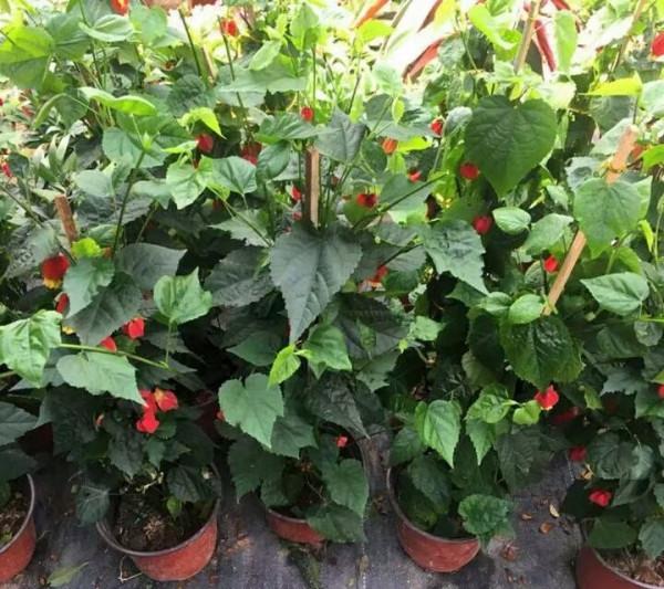 陽臺養盆&OpenCurlyDoubleQuote;喜慶花&rdquo;，花色紅豔，花很多不停長，變成一片小森林