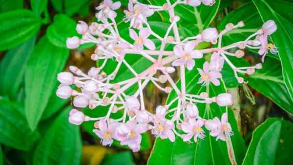 印尼旅遊不可錯過的一站：火山下的夢幻仙境，隨手一拍就是大片