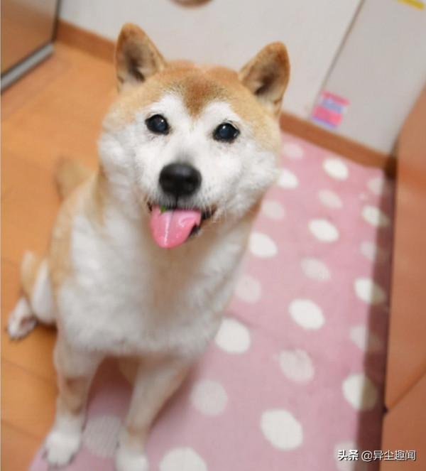 經典梗圖神煩狗本尊近況曝光！爆紅前後對比圖