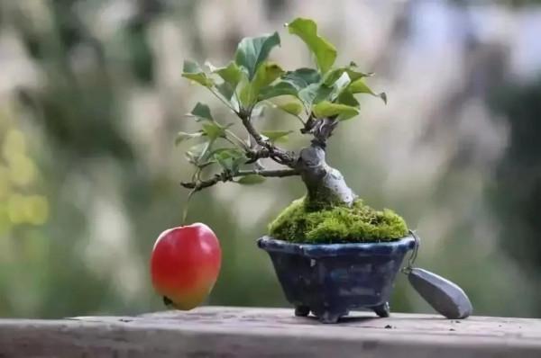 中國盆栽藝術之精品