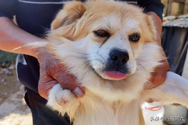 8旬農村大爺養只小狗3條腿，看家護院有本領，看長啥樣