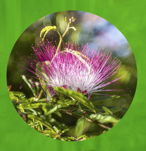 合歡花綻妍 合歡花綻妍