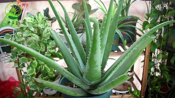 7種大型花，號稱“死不了”，看著很霸氣，還能吸廢氣，值得養