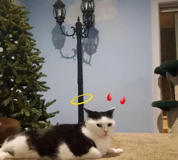 如何搞定世界上最壞的貓咪？這對鏟屎官給出了自己的答案