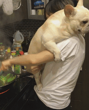 “買狗容易，養狗難”：這幾種狗，勸你還是謹慎購買