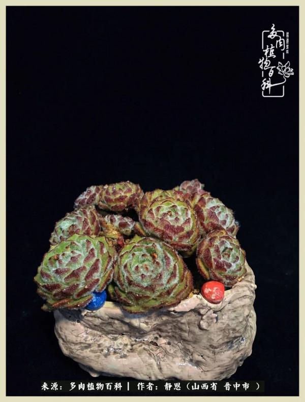 這低谷的一年,感謝多肉的陪伴 這低谷的一年,感謝多肉的陪伴