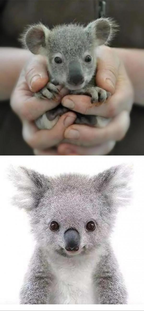 萌萌的小可愛們