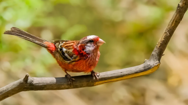 山西鳥類圖鑑 | ​長尾山雀