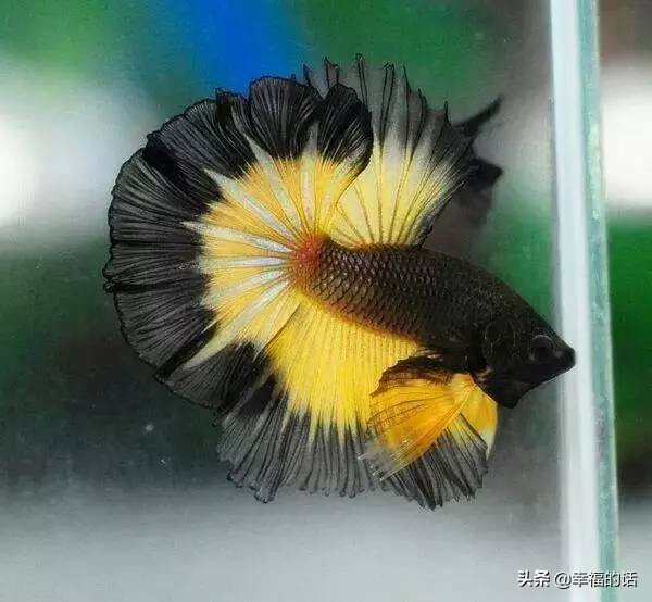 全世界最，最美的魚、最罕見的鳥，集齊了！大開眼界