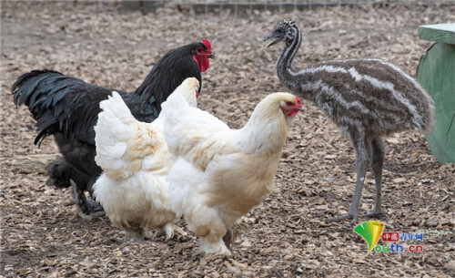 鴯鶓幼崽慘遭粗心父母“遺棄”與雞群建立暖心友誼