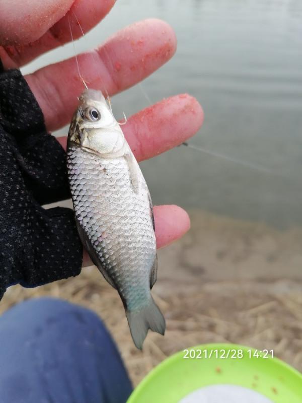 不斷改變作釣思路，寒冷冬季也能釣大板鯽