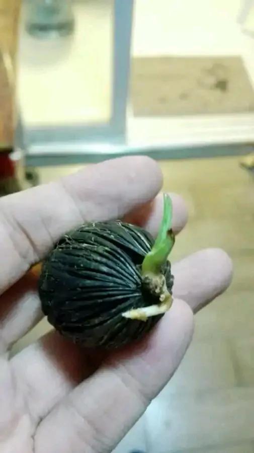 撿到種子,網友問是什麼?把過去培育的照片發一發 撿到種子,網友問是什麼?把過去培育的照片發一發