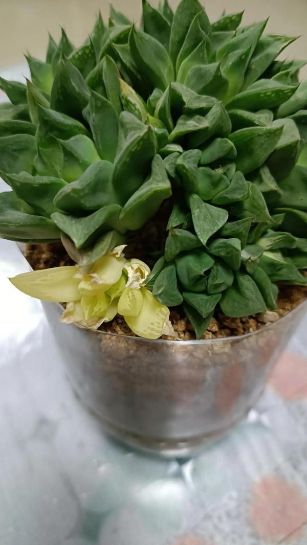 這樣的肉肉可入你眼？