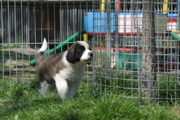 地位堪比大熊貓的瑞士國寶，究竟對瑞士人有多重要？