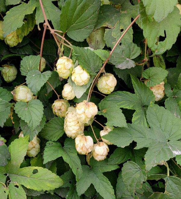 秋天一到，花牆變空牆，這5種爬藤花，秋天種不要太合適