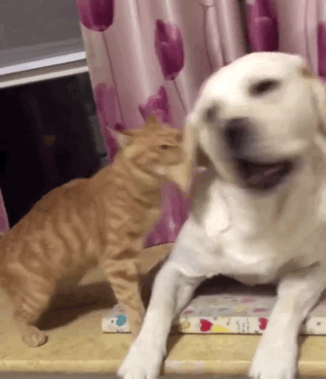 這幾類狗壽命“不長”，無法陪伴主人很久，你還養嗎？