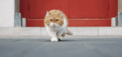 這幾種貓就是“白眼狼”,別指望它報恩,不報仇都不錯了 這幾種貓就是“白眼狼”,別指望它報恩,不報仇都不錯了