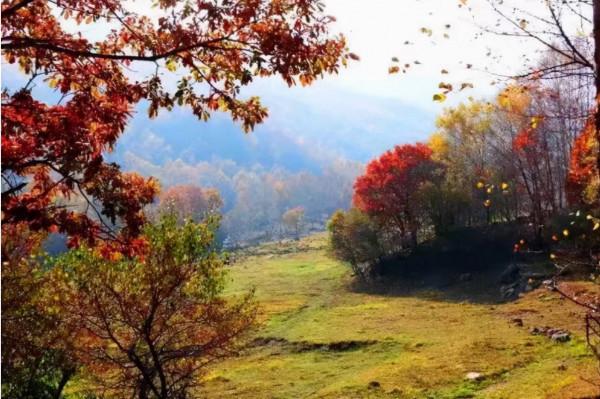 一樹一秋色，盤點那些“此生不可錯過”的塞上森林公園