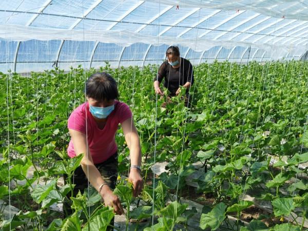 蔬菜愛“吃醋”，菜農每7天噴1次持續3次，增產30%真的嗎？神奇