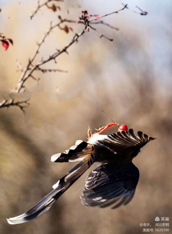 不為雞犬是戰狼，但看紅嘴藍鴉鵲