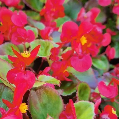 酒莊紅、萱草黃&hellip;&hellip;原來今年的秋冬流行色都在寶山這些公園裡&srarr;