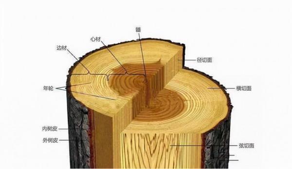 100億?越南木匠鋸“鱷魚樹”驚現蘭花印!如何形成?為何這麼貴 100億?越南木匠鋸“鱷魚樹”驚現蘭花印!如何形成?為何這麼貴