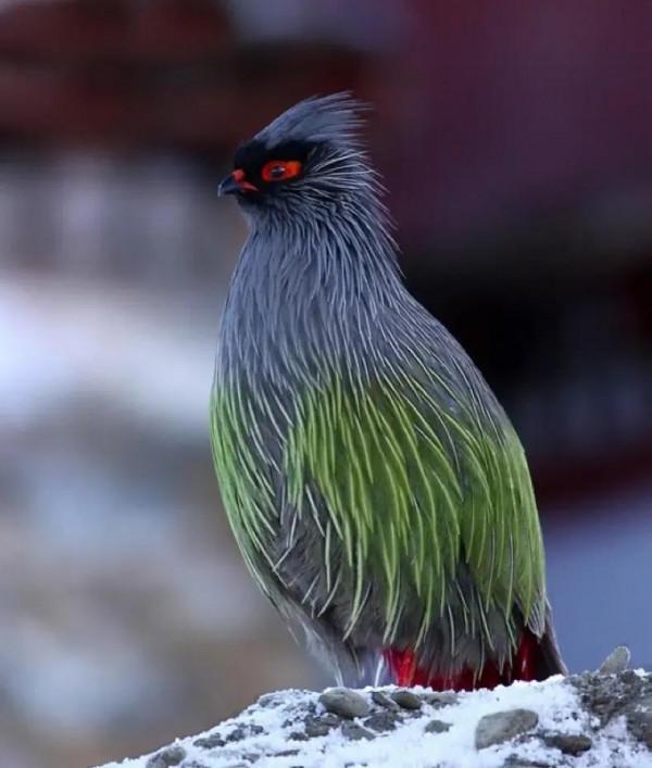 自然生物小百科 自然生物小百科