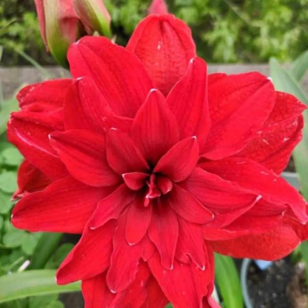 秋天，記得給這五種花翻翻盆，嗖嗖長葉開花，收穫巨大