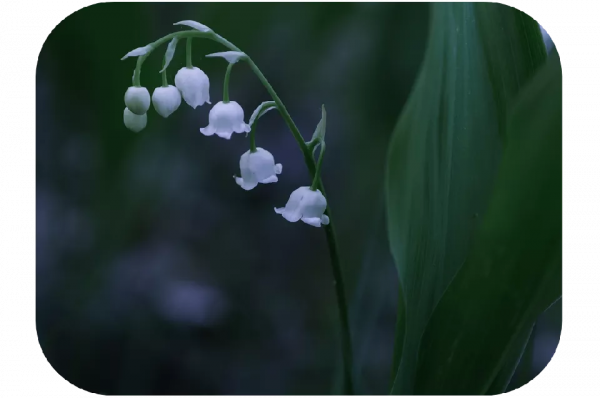 2塊錢，奪走了我家貓的命