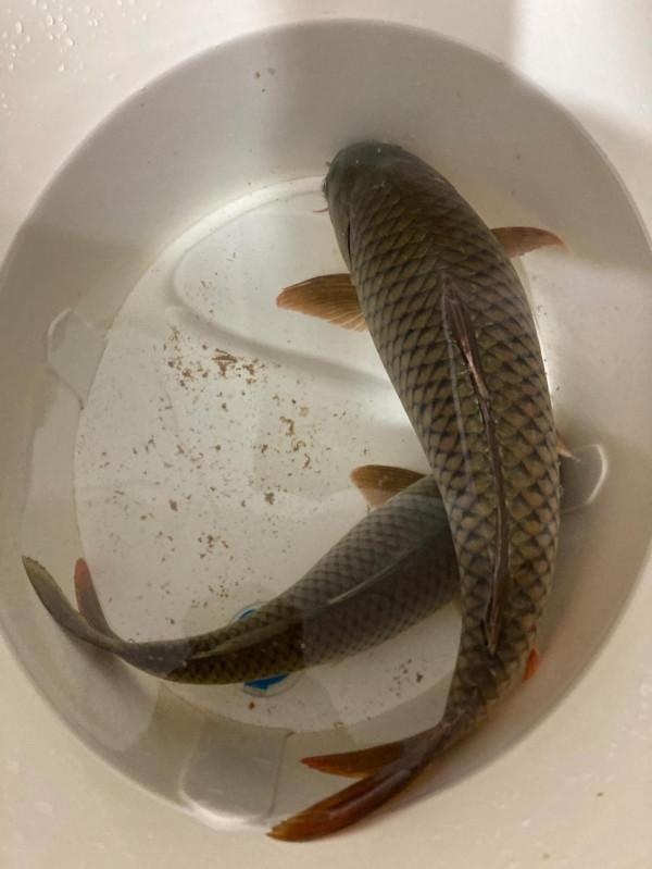 野釣➕夜釣 野釣➕夜釣