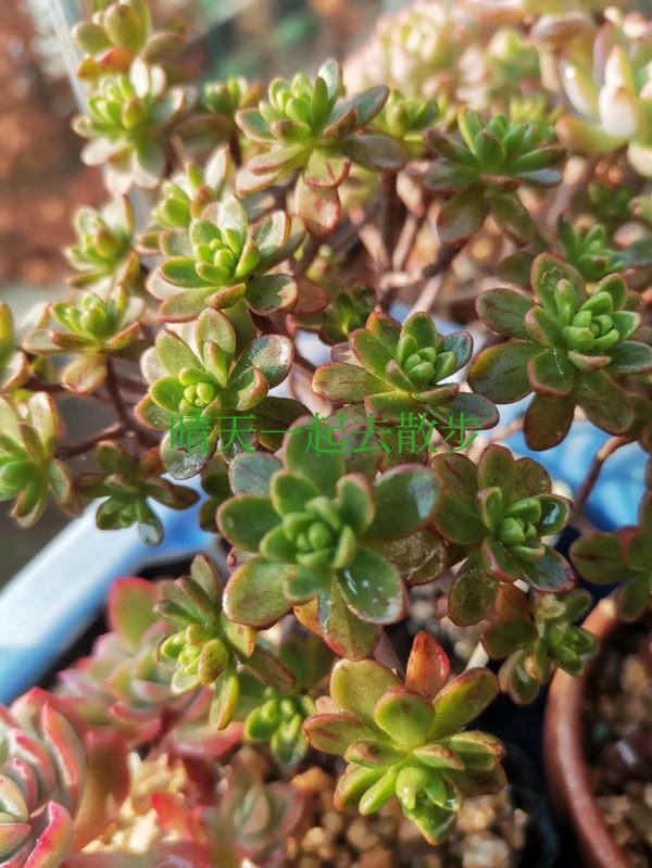 我言秋日勝春朝