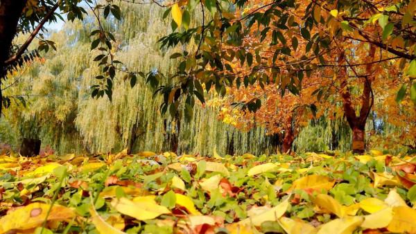 北京動物園裡意想不到的秋色 北京動物園裡意想不到的秋色