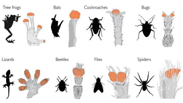 擁有超能力的蜘蛛:70000只就能讓波音747停下來? 擁有超能力的蜘蛛:70000只就能讓波音747停下來?