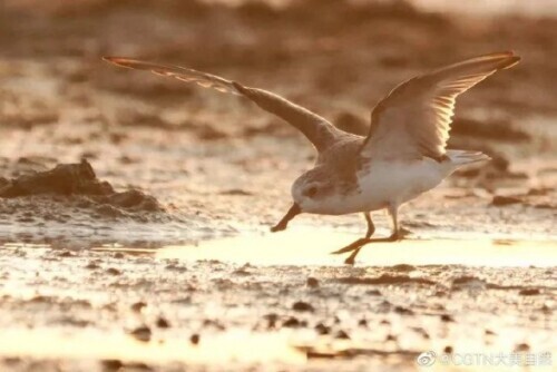 路上偶遇東北虎是什麼體驗？網友：大腦斧能有什麼壞心思呢