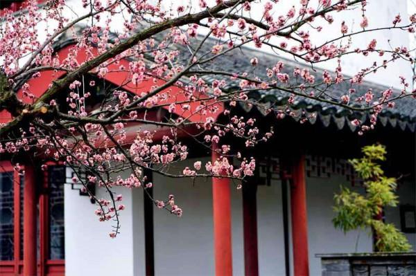 散文|葉 梅:江南梅花三品 散文|葉 梅:江南梅花三品