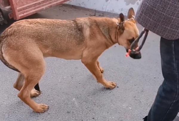 685！塞進狗肉籠的狗狗驚恐地看著主人解開狗鏈，狗狗：別拋下我