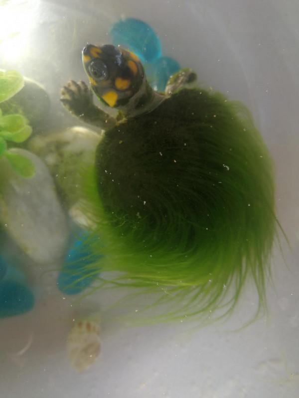 我家養了一隻&OpenCurlyDoubleQuote;綠毛龜&rdquo;