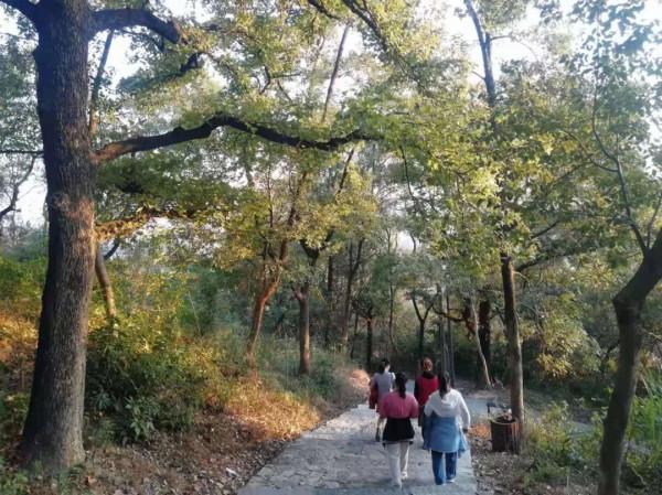 賞紅,“蜚山霜月”這邊“楓景”獨好 賞紅,“蜚山霜月”這邊“楓景”獨好