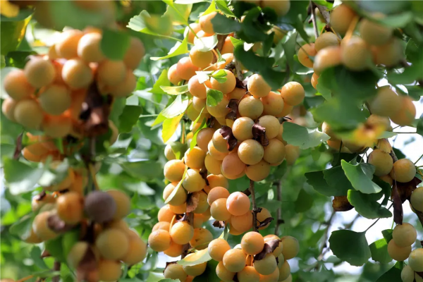 【週末遊】銀杏小鎮，體驗一天慢生活，與手機“斷舍離”