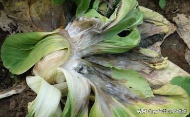 導致蔬菜腐爛的這個病，菜農也要提前防治