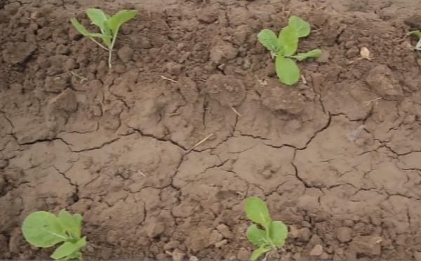 秋季白菜剛出苗,青蟲螞蟻危害大?注意2點,防治效果好 秋季白菜剛出苗,青蟲螞蟻危害大?注意2點,防治效果好